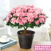 Planta de azaleia em vaso, planta de interior com flores e botões, exemplar grande e maduro, floresce o ano todo, fácil de cultivar e manter, planta verde