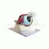 Modelo de Aumento del Globo Ocular y la Órbita Modelo de Anatomía del Globo Ocular Modelo de la Órbita Ayudas de Enseñanza Médica Modelo Médico