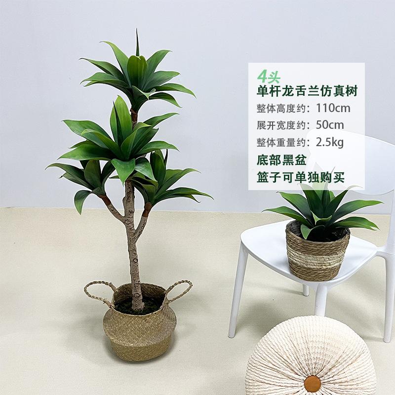 9-4头龙舌兰110cm.jpg