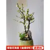 Planta de Begônia em Vaso com Botões de Flor, Mudas de Velho Tronco em Forma de Coroa de Longa Duração, Resistente e Fácil de Cuidar em Todas as Estações, Plantas com Flores Duplas para Varanda Interna