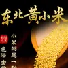 Painço Amarelo, uma Especialidade do Nordeste da China, Nova Safra de Grãos Grossos Painço Amarelo para Uso em Mingau Pós-Parto com Farelo de Arroz