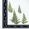 Folhas de Samambaia Cauda de Lobo, Flores Secas, Espécimes de Plantas em Relevo, Flores Secas Coladas, Capas de Celular, Manicure Artesanal para Jardim de Infância
