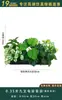 Flores Artificiais Plantas Verdes Conjunto de Divisória Decorativa Flores de Plástico e Seda Decoração de Paisagismo Arranjo de Paisagem Exibição de Janela Interna