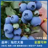 Envío directo de una pieza Plántulas de frambuesa para las cuatro estaciones Frambuesa en maceta Frambuesa Golden Autumn Árbol de ciruelo Plántulas de zarzamora Frutos en el mismo año, apto para el sur