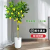Planta de Limonero en Maceta con Fruta Comestible Planta Verde Alta para Sala de Estar Planta Grande Interior Balcón Perenne Todo el Año