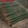 Suporte Decorativo de Vegetais Branco e Amarelo Atacado Bambu Nan Espesso e Fino Estrutura de Varas de Bambu Haste de Bambu para Pepino Bambu Anticorrosivo Horta Feijões