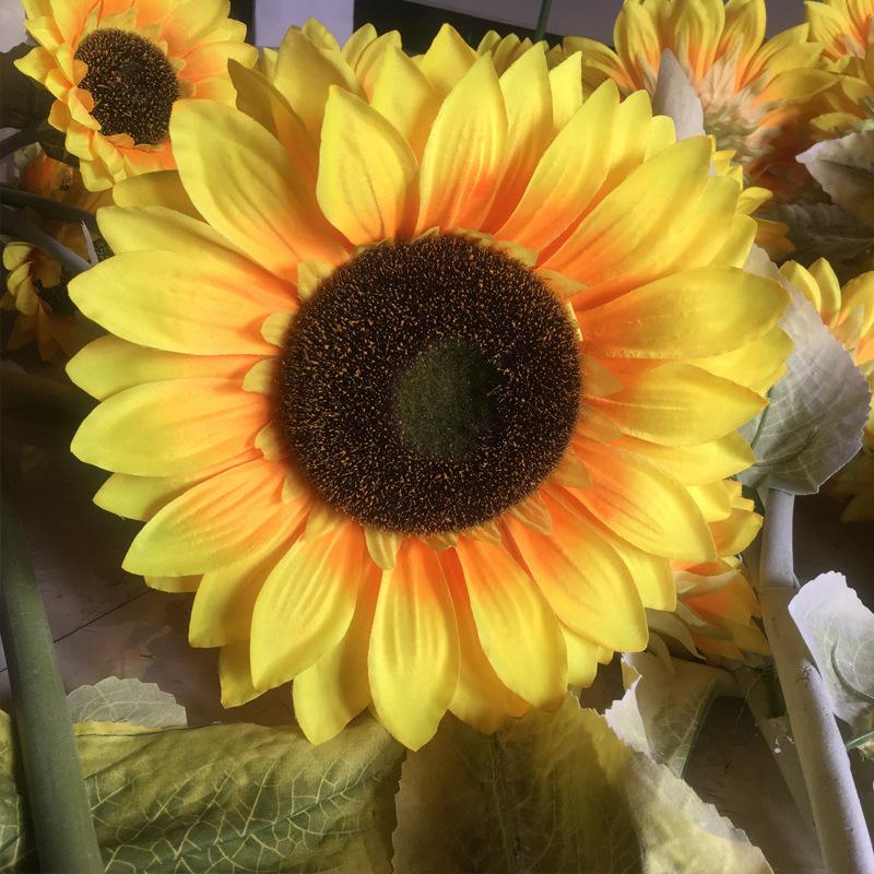 单支向日葵3.jpg