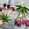 Fabricantes de comércio exterior de tulipas com toque de borracha macia 5 tulipas brancas para decoração de casa e casamento flores falsas