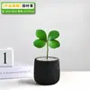 Planta em vaso Árvore de Ferro Mexicana trevo de quatro folhas, planta verde de interior para escritório, flor de humor para mesa de escritório, para creche volta às aulas