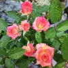 Dropshipping Plántulas de Rosa Multicabezal Burbuja de Alicia Flores de Rosa en Maceta Plantas Trepadoras Árbol Plantas Verdes