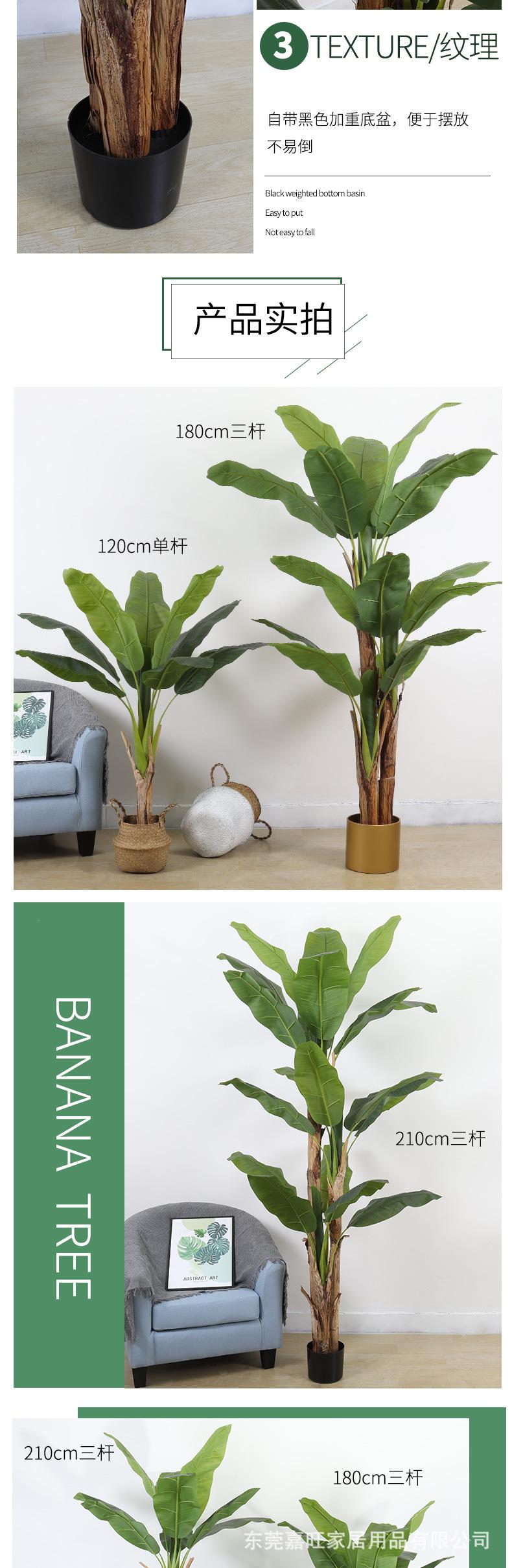 阿里的芭蕉树_03