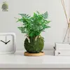 Helecho Cola de Lobo en Maceta Sala de Estar Interior Follaje Larga Enredadera Helecho Colgante Planta Verde de Escritorio Tolerante a la Sombra y Resistente al Frío Flor Espejo Planta