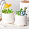 Venta al por mayor, maceta de cerámica blanca sencilla con forma de Phalaenopsis carnosa, maceta pequeña para flores artificiales, maceta decorativa.