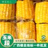 Segmentos de Maíz Dulce Landmark de Hengxian, Guangxi, Maíz Dulce Sin Cocinar, Maíz Empacado al Vacío al por Mayor, Maíz Listo para Comer al por Mayor