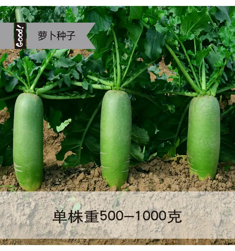 翠玉水果萝卜03-3