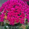 Plántulas de Orquídea Phalaenopsis Plantas en Maceta con Varas Florales y Capullos de Flor, Decoraciones de Plantas de Interior para la Sala de Estar, Fáciles de Mantener Todo el Año, Plantas Verdes al por Mayor