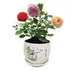 Dropshipping Sucos Varanda Mudas de Rosa Rosas Florindo Flores em Vasos Plantas Trepadeiras Cipós Rosa Plantas Verdes