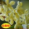 Plántulas de Osmanthus de Gran Tamaño para Plantar en el Suelo, Cuatro Estaciones, Flores Fragantes para Patio, Plantas de Hoja Perenne, Bonsái, Osmanthus Dorado y Plantas de Osmanthus para Maceta de Interior