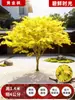 Venta al por mayor Plántulas de Arce Rojo Japonés Cuatro Estaciones Wumei Rojo Plantación en Suelo de Patio Árboles Grandes Resistentes al Frío Plantas de Forestación para Exteriores Viento