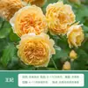 Rosa de Cabello Recto de Yunnan Enredadera para Muro Rosa Flor Extra Grande Plántulas Fragancia Fuerte Florece en Todas las Estaciones Plantas para Patio Casa Balcón