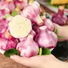 Oferta Especial2025 Ajo Nuevo Recién Desenterrado del Condado de Qi, Cabezas de Ajo de Piel Morada, Ajo en Almíbar Azucarado, Ajo en Vinagre, Ajo Fresco de Piel Roja y Blanca