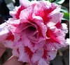 Rosa de pétalos dobles, planta del desierto, planta en maceta, planta de floración de cuatro estaciones, tolerante a la sequía, adecuada para patio, interior, balcón, bonsái, fácil de cuidar y florece