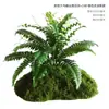 Musgo Sintético Decoración Suave para Interiores Conjunto de Micro-Paisajismo Combinación Ventana Pasillo Musgo Falso Planta Verde Decoración de Paisajismo Arreglo