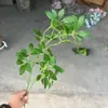 Plantas Verdes Artificiais, Flores Artificiais Verdes, Decoração de Cena de Casamento, Decorações Falsas, Plantas, Árvores, Nandina, Arranjos de Casamento