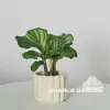 Flores en maceta, decoraciones de mesa para interiores, fáciles de cuidar, plantas de follaje colorido, plantas en maceta de estilo INS de moda