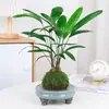 Plantas Verdes em Vasos para Uso Interno, Plantas Purificadoras de Ar para Escritório, Plantas em Vasos Mini Caixa Surpresa