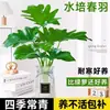 Escama de Dragón Pluma de Primavera Plantas Hidropónicas Ave del Paraíso Sala de Estar Rábano Verde Flores en Maceta Cultivo en Agua Bambú de la Suerte Bambú de Espalda de Tortuga Absorber Formaldehído