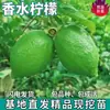 Perfume de Dropshipping, Plántulas de Limón, Plantas Verdes, Plantas en Maceta, Plantas de Jardín, Plántulas de Limón Verde sin Semillas, Plantas Comestibles para el Patio