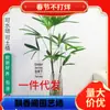 Planta hidropônica de bambu marrom em vasos para ambientes internos, fácil de cultivar, bambu tolerante à sombra durante todo o ano, planta verde rica em bambu, flor, água