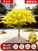 Venta al por mayor Plántulas de Arce Rojo Japonés Cuatro Estaciones Wumei Rojo Plantación en Suelo de Patio Árboles Grandes Resistentes al Frío Plantas de Forestación para Exteriores Viento