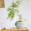 Mudas Pote Forma de Bordo de Primavera Dourada Fluida, Plantas Verdes, Plantas Grandes de Interior, Plantas de Varanda, Fácil de Manter e Viver em Todas as Estações, Sempre Verde