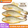 Corvina Amarilla del Mar de China Oriental Congelada, Corvina Amarilla Congelada Empaquetada al Vacío, Una Pieza de Mariscos, Mariscos Frescos, Mariscos de Corvina Amarilla al por Mayor