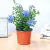 Plántulas de Copo de Nieve Azul Plantas en Maceta para Balcón para Ver Flores, Enredaderas Trepadoras, Resistentes al Calor, Plantas Fáciles de Cuidar para Jardines y Patios