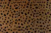 Punto Polié Felpa de Conejo Impresión Punto de Leopardo Terciopelo Pelo de Conejo Pequeño Ropa Textil para el Hogar Pijamas Tela Decorativa