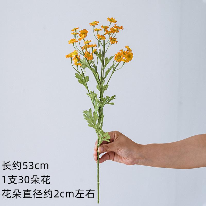 橘