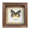 Marco de Fotos con Foto de Mariposa Real Pintura Decorativa Estilo Europeo Marco de Fotos Vintage Decoración de Mesa Adorno para Muebles Regalo de Cumpleaños Presente