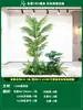 Paisagismo de Planta Artificial Varanda Arranjo de Paisagem Escada Interna Sob Árvore de Flores Artificiais Decoração Biomórfica Planta Verde Paisagismo Combinação