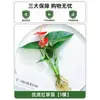 Plantas Hidropónicas en Maceta con Flores, Flores de Interior y Plantas Verdes, Plantas Acuáticas Fáciles de Cuidar en Todas las Estaciones, Rábano Verde, Espárragos Ricos, Arracacha, Palmera Roja y Blanca