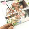 Pacote de Material DIY Flor Eterna 1g Gradiente Cabeça Grande Mosquitinho Estrela Milionária Buquê de Flores Secas Flor Eterna Flor Real