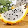 Venta al por mayor y entrega de Pitahaya de Hainan 1/3/ 2.5 kg Pitahaya de piel amarilla, Delicadamente dulce y fragante, Caja de regalo, Fruta fresca de temporada