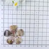 Venta Directa de Fábrica de Accesorios de Parche de Flor de Cinco Pétalos tipo Hada para Manualidades DIY de Acrílico y Acetato al por Mayor