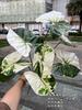 Sensación de simulación planta verde grande fábrica de comercio exterior 7 sensación color hojas de taro paisaje selva tropical jardín planta verde al por mayor