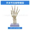 Simulación de Enseñanza Esqueleto Humano de Articulaciones Codo Muñeca Tobillo Hueso Hombro Rodilla Cadera Ligamento Ortopédico Modelo Médico
