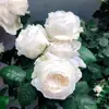 Mudas de Roseira, Porta-enxerto Antigo, Arbustos de Flores Grandes, Plantas em Vasos para Uso Interno e Externo, Florescem o Ano Todo, Produzem Flores Grandes com Fragrância Forte, Raízes Antigas