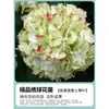 Plántulas de Hortensia, Flores Endless Summer, Plantas Florales de Maceta de Fácil Cultivo en Todas las Estaciones, Fácil de Cultivar en Patios Interiores