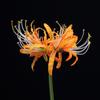 Flor artificial Bianhua flor falsa Manzhu Shahua buquê flor decorativa Hanfu antiga adereços para fotografia epiphyllum